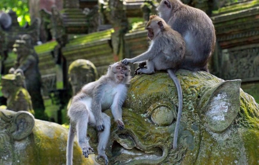 Circuit Malaisie & Indonésie – Kuala Lumpur, Bali, Jakarta – 14 Jours