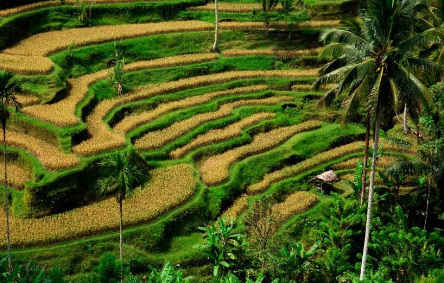 Circuit Malaisie & Indonésie – Kuala Lumpur, Bali, Jakarta – 14 Jours