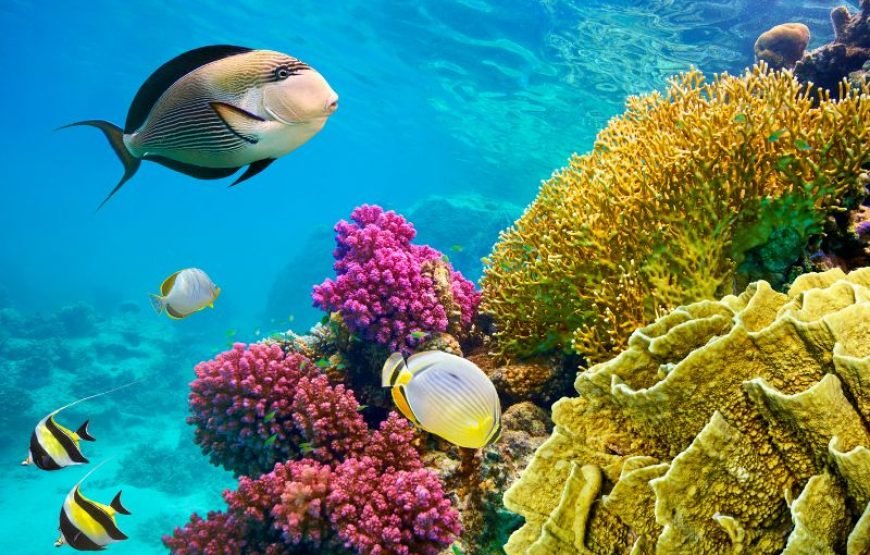 Circuit Égypte – Le Caire & Sharm El Sheikh – 10 Nuits / 11 Jours